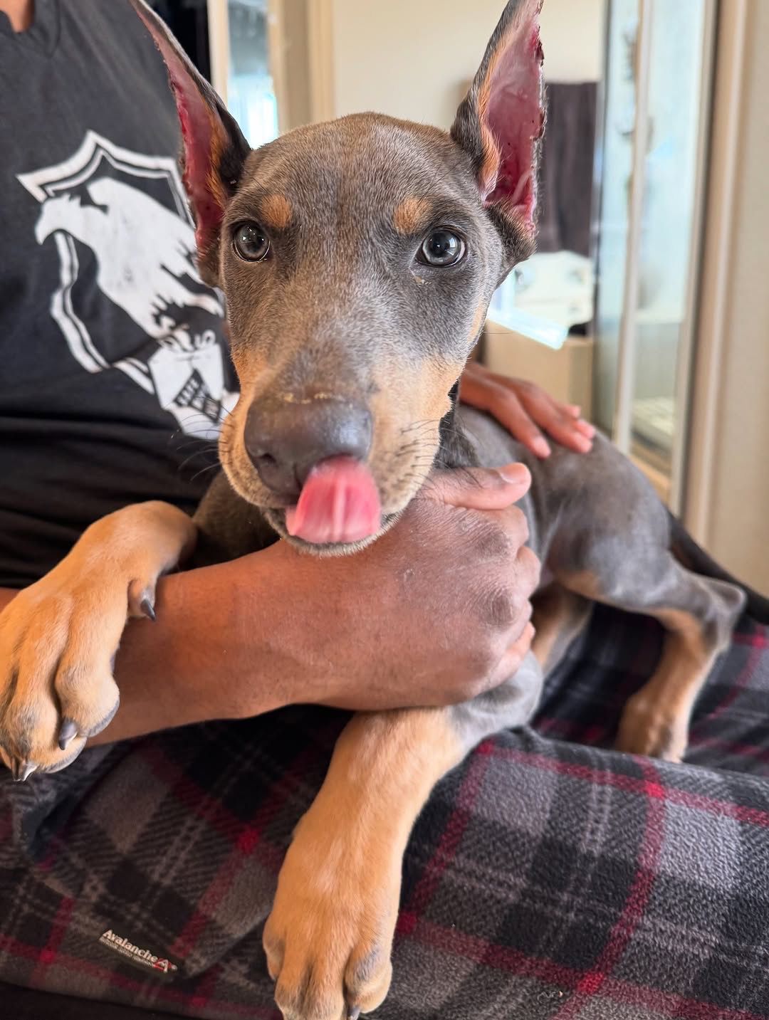 Audrey